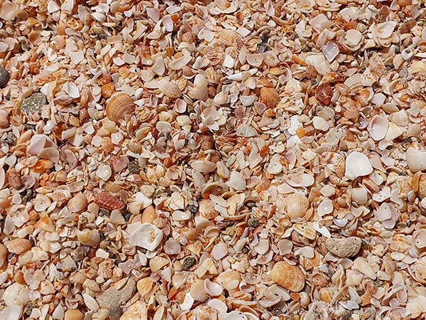 thousands of shells on Shell Beach, Gustavia, St. Barth