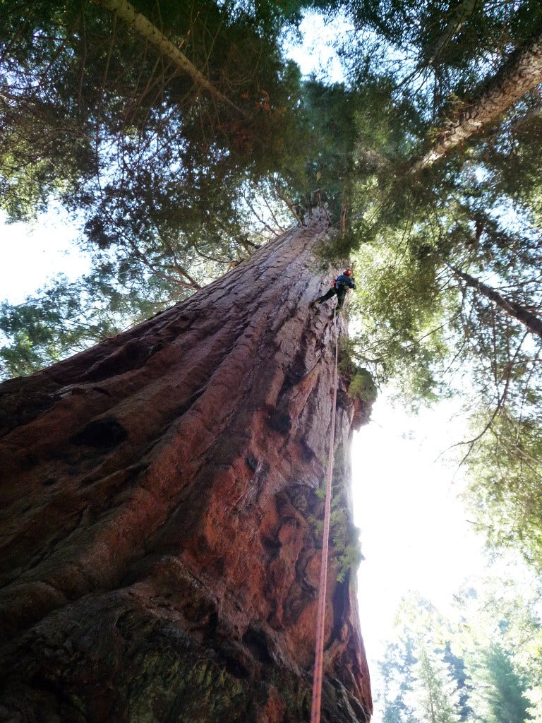 Erik Olsen climbs the Stagg tree, a giant sequoia.