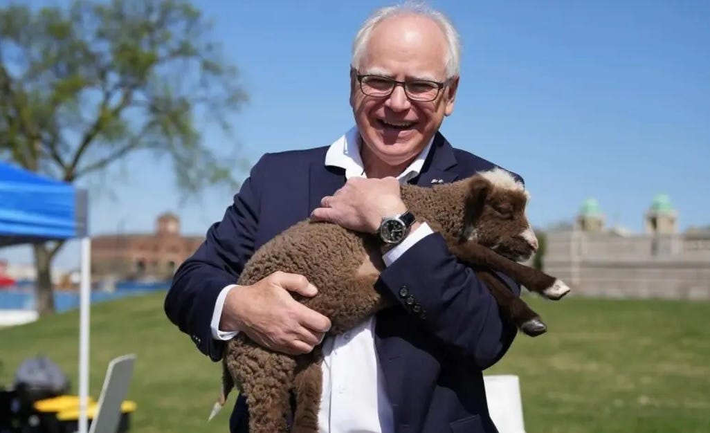 Color photo of a smiling Tim Walz holding a little brown-wooled lamb with white on its muzzle and top of head. Color photo of a smiling Tim Walz holding a little brown-wooled lamb with white on its muzzle and top of head.