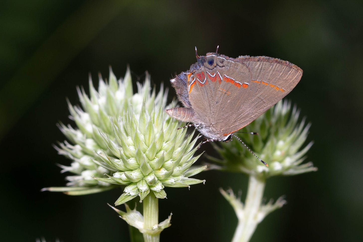 A small gray butterfly with bright orange-red forming a band on the wings, on some spiky white globes of flowers