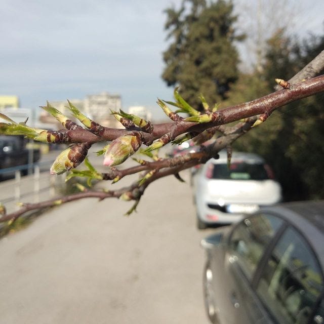 budding tree