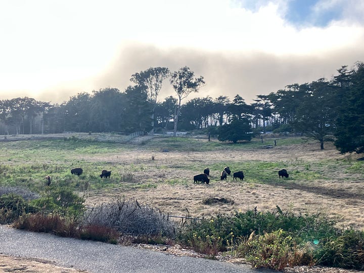Golden Gate Park