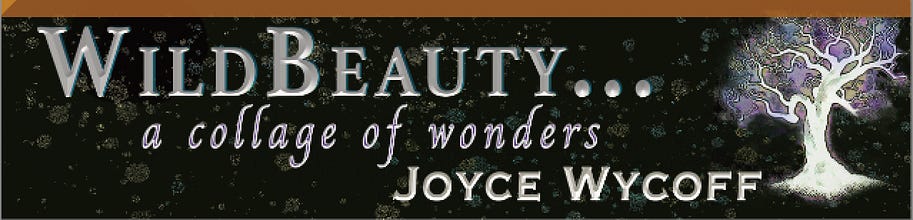 WildBeauty 