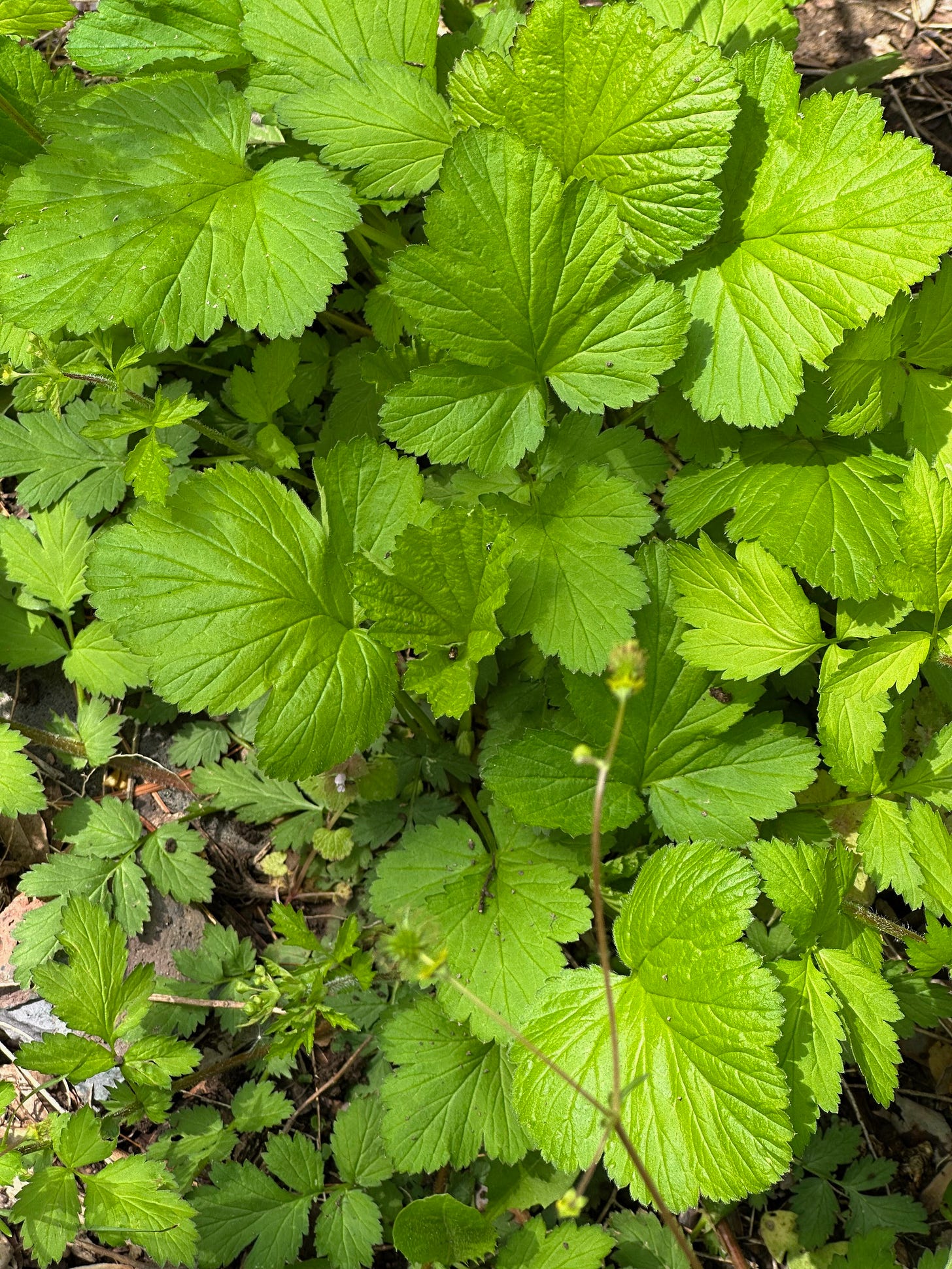 Geum urbanum, wood avens  in the landscape