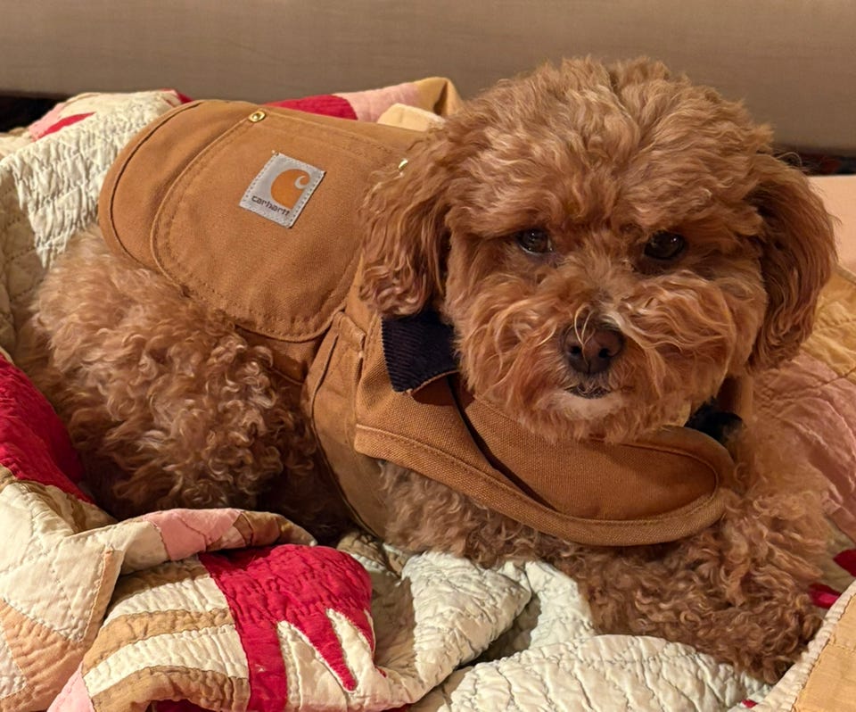 The Shit Times’s Substack