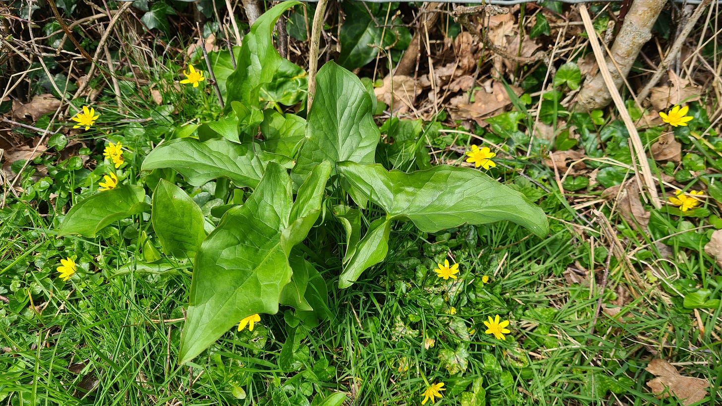 Lords and Ladies - Arum maculatum
