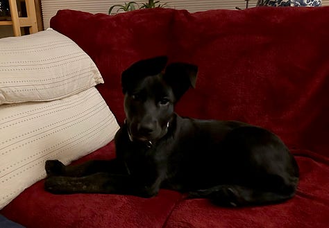 Black puppies being cute in different scenarios: fighting, sitting gorgeously on a couch, staring each other down in the yard, sitting contemplatively in the yard, looking right at the camera with ears askew.