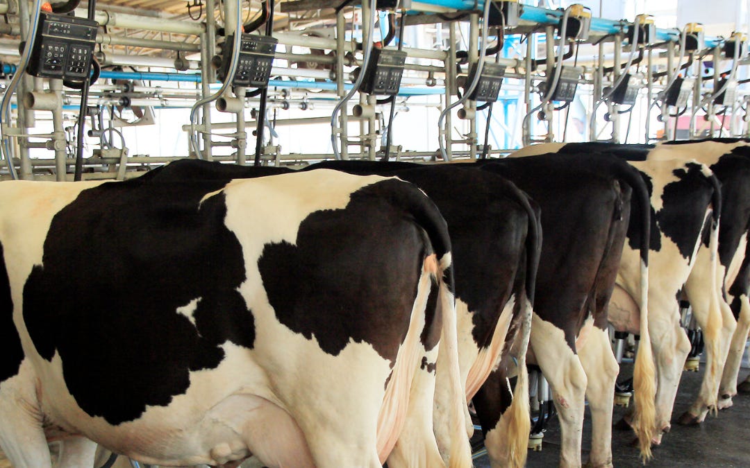 The Humane Halo: How Dairy Gets Away With It
