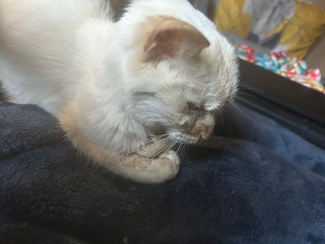 Nine images of Snow, a flame-point Siamese cat, resting in various cozy spots throughout her final year. Her expressions shift from serene to curious, capturing her enduring spirit and gentle presence.