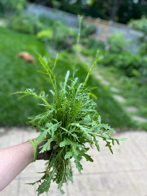asparagus, arugula, front planter, Vancouver Mystic Gem clematis, plants ready to go out, lupine 'Masterpiece', Paradise garden after rain, Boulevard native garden, replanted cercis 'Flamethrower' (aka 'Eternal Flame')