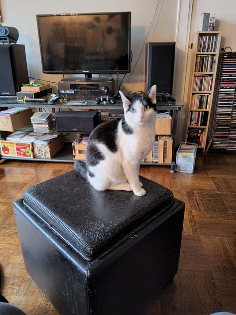 Black and white cats in various funny positions