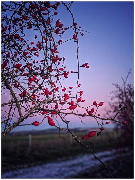 Photos of dusk in Wiltshire countryside 