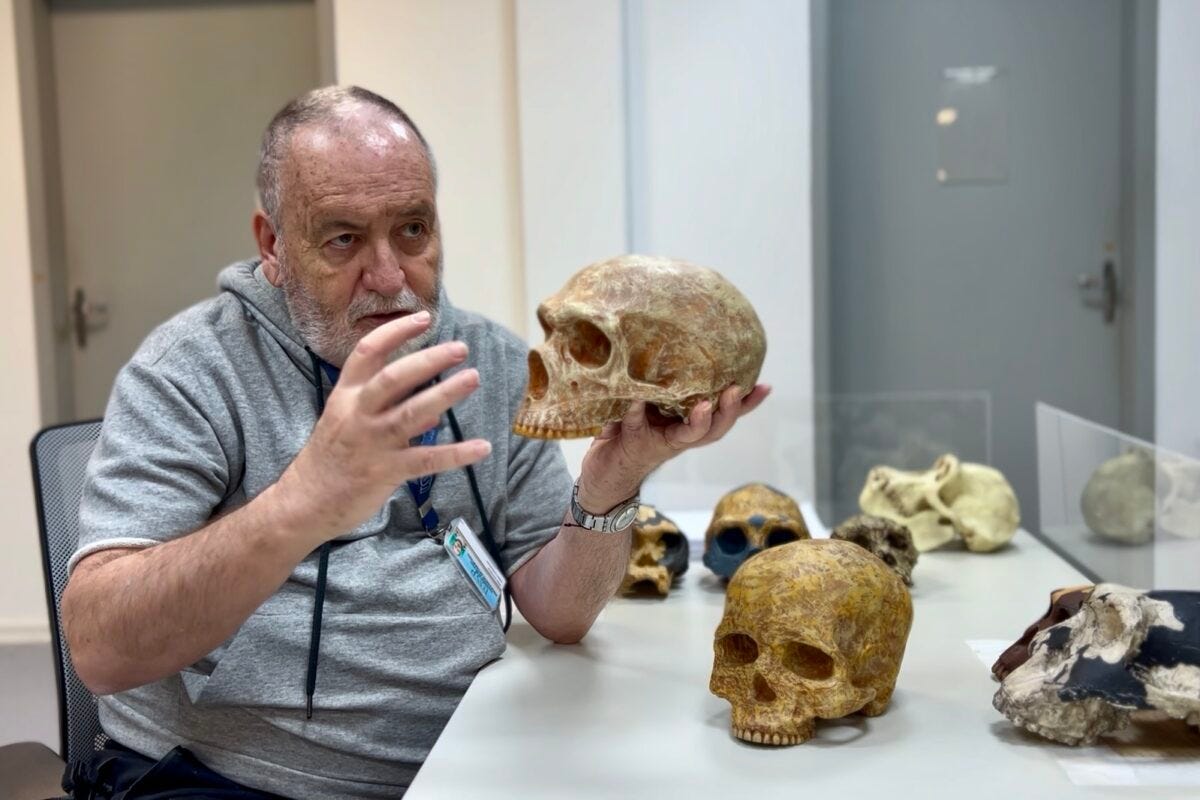 O professor Walter Neves segura a réplica de um crânio de neandertal durante entrevista no IEA-USP. Á frente dele na mesa estão as réplicas dos crânios de um Homo sapiens e outras espécies de hominínios - Foto: Herton Escobar / USP Imagens