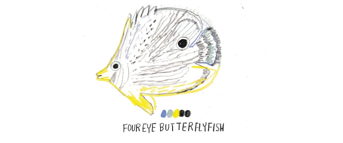 butterflyfish illustrated by Beth Spencer butterflyfish illustrated by Beth Spencer