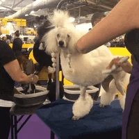 dog GIF by Westminster Kennel Club dog GIF by Westminster Kennel Club