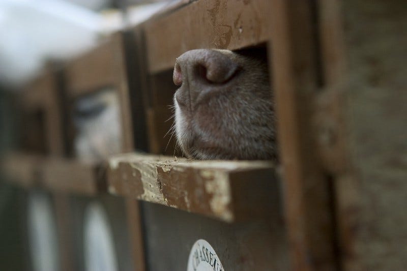 The snout of a hunting dog. The snout of a hunting dog.