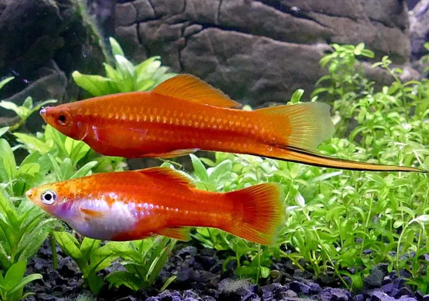 Peixe Espada (Xiphophorus hellerii)