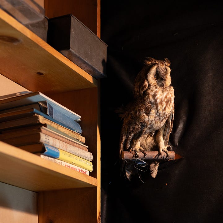 Art installation showing various creations and found objects: From left to right: 1) bird mobile made of cut-outs from ornithology books, 2) luminous globes showing migratory routes, 3) vintage birds books and a stuffed owl, 4) glass etching of a bird imprint. Photo: Brett Tryon