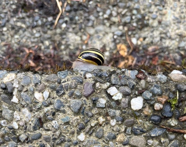 A single, lone snail precariously balances on what appears to be a stone wall.