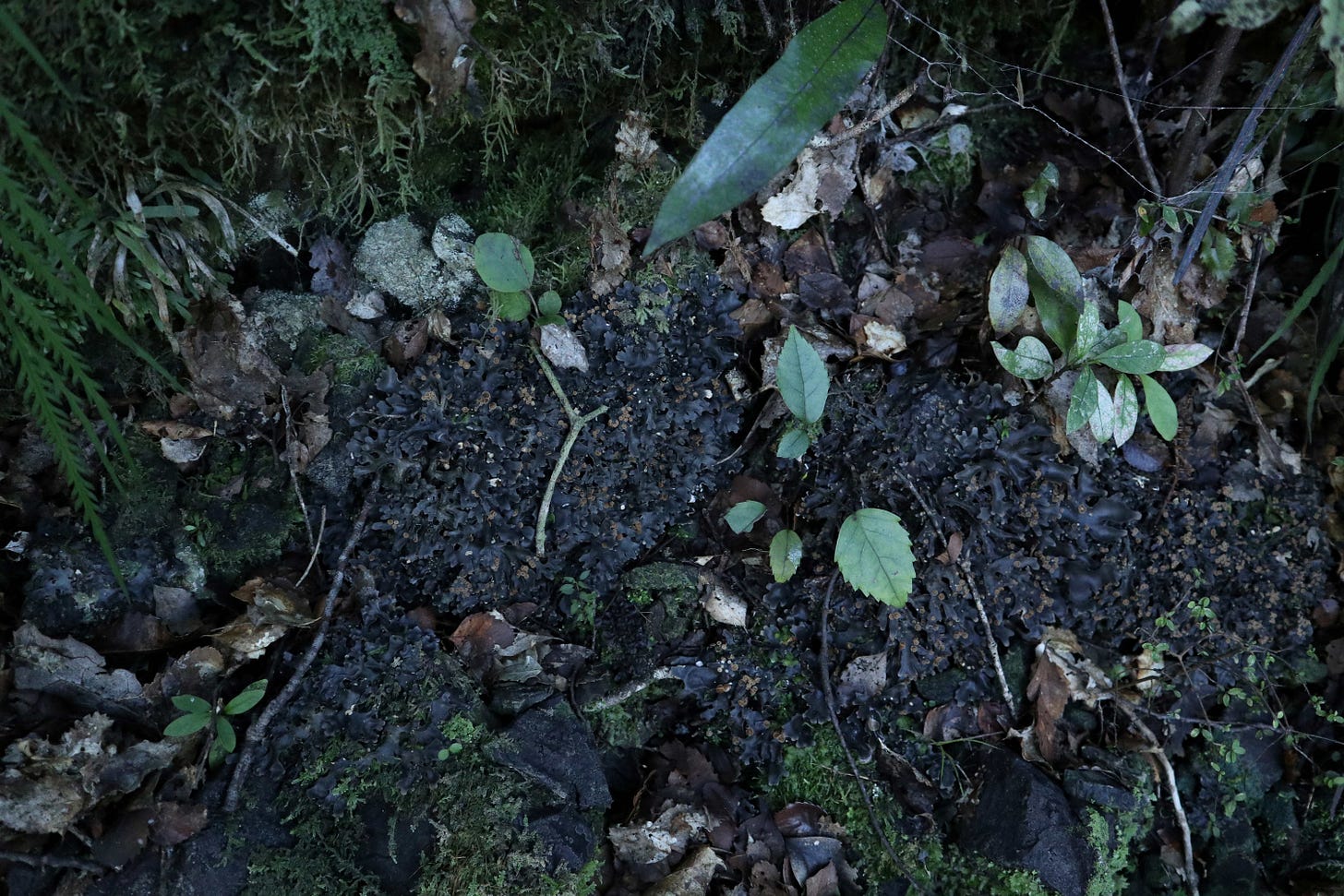An image showing a dark grey lichen with ferns, mosses and seedling, plus a strand of spiderweb An image showing a dark grey lichen with ferns, mosses and seedling, plus a strand of spiderweb