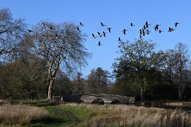 A flock of birds flying over a bridge

AI-generated content may be incorrect.