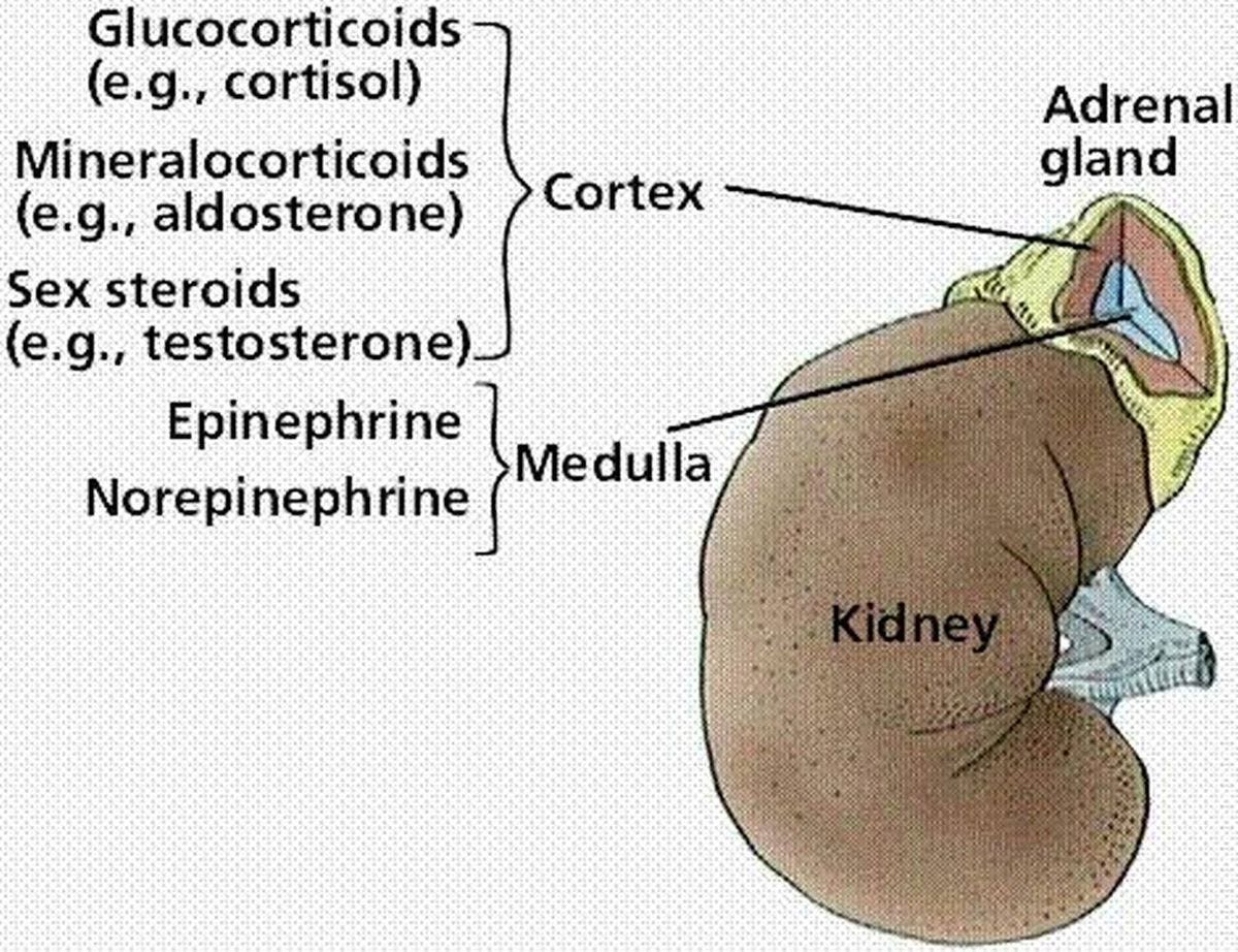 Pictures Of Adrenal Medulla Pictures Of Adrenal Medulla