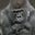 Karloff's avatar