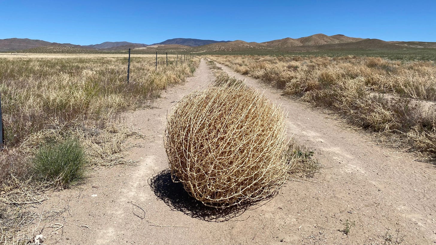 Tumbleweeds Might Not Be What You Think They Are | IFLScience