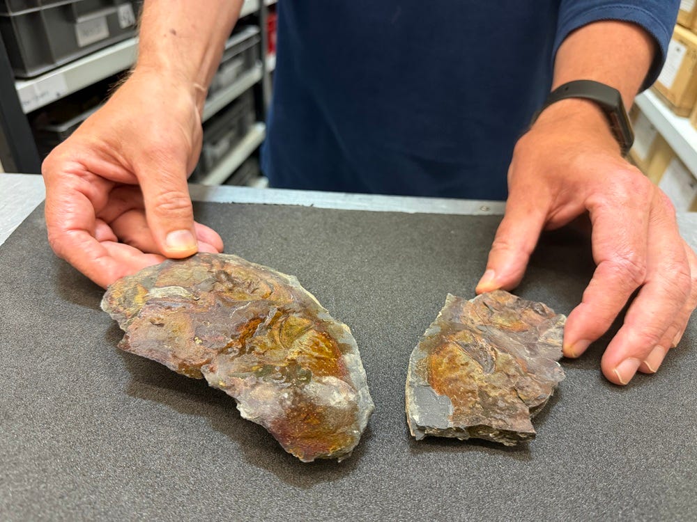 The well-preserved, prehistoric skull bone of a coelacanth was discovered by a geologist at Roundhay Park earlier this year The well-preserved, prehistoric skull bone of a coelacanth was discovered by a geologist at Roundhay Park earlier this year