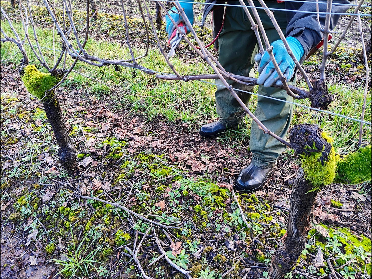 2nd primary cut along the vine's cane.