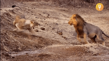 Angry Big Cats GIF by Curiosity Stream Angry Big Cats GIF by Curiosity Stream