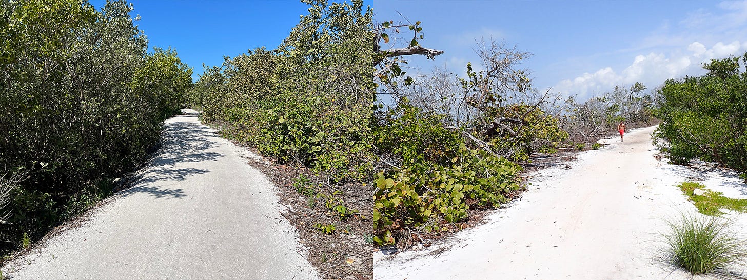 Pathway near Tampa Bay and the change in a year to its surrounding vegetation