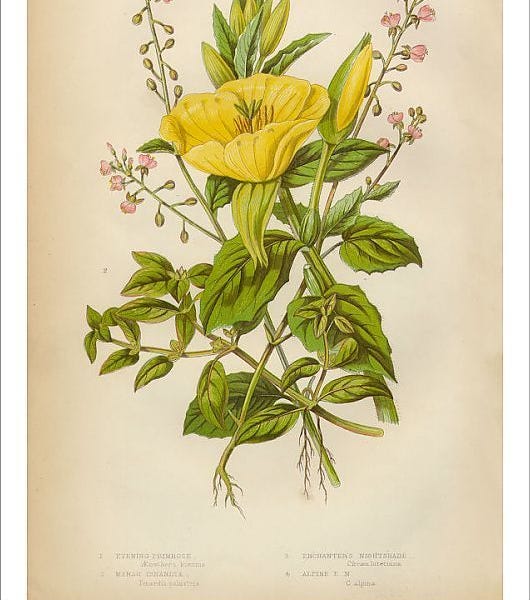 From the Spring Foraging Cookook: Evening Primrose and False Solomon’s Seal