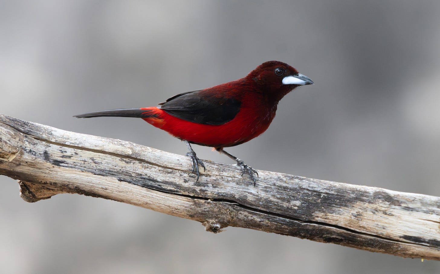 a bright red bird with a silver beak, swollen on the bottom. it has black wings and a black tail. it is perched on a dead branch, facing right.
