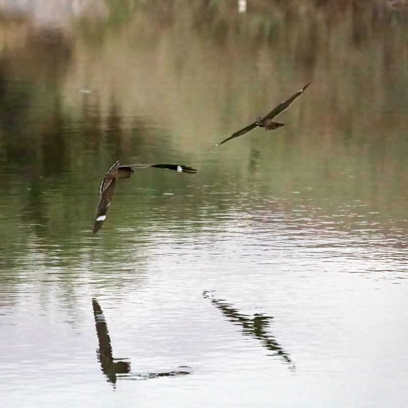 20250524-AguaCaliente-591-Edit-Edit-2.jpg 20250524-AguaCaliente-591-Edit-Edit-2.jpg