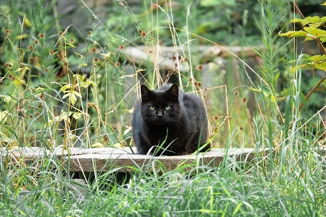Réensauvager son jardin, ce n'est pas si tranquille que ça