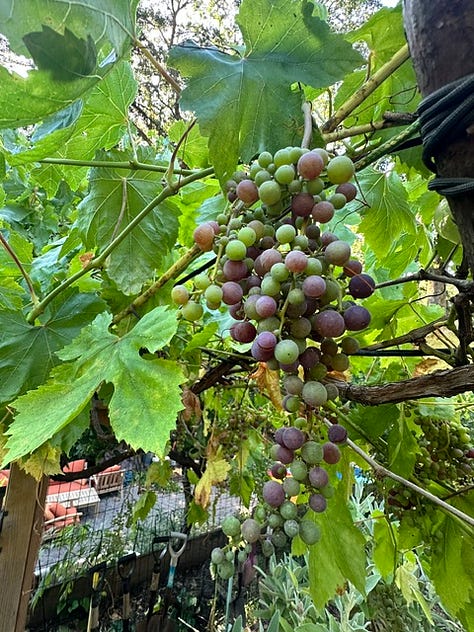 July Garden in bloom