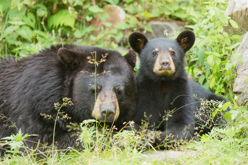 Bears in nature
