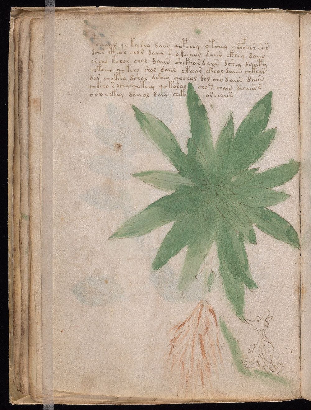 Manuscrito Voynich, f. 25v Manuscrito Voynich, f. 25v