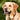 About Older Dogs