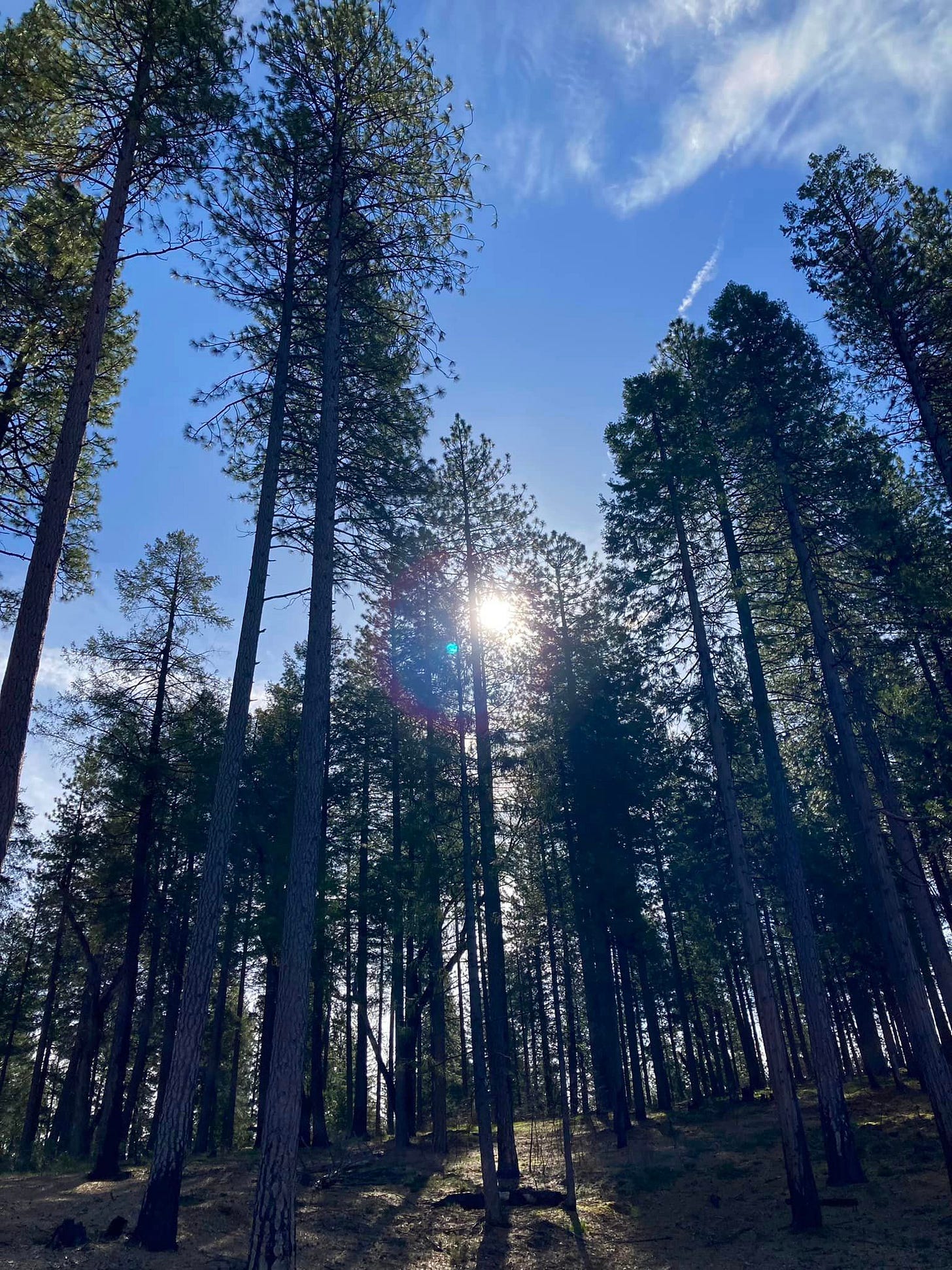 Sunrise in the forest