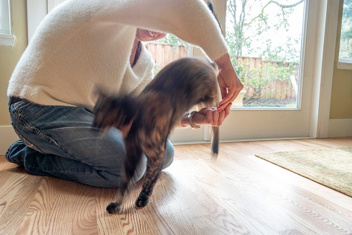 An orange and black cat with long legs jumping through arms like a hoop.