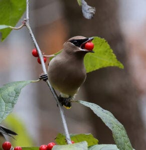 Cedar waxwing perched on a branch with a red berry in its mouth