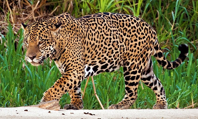 A leopard walking on sand

Description automatically generated