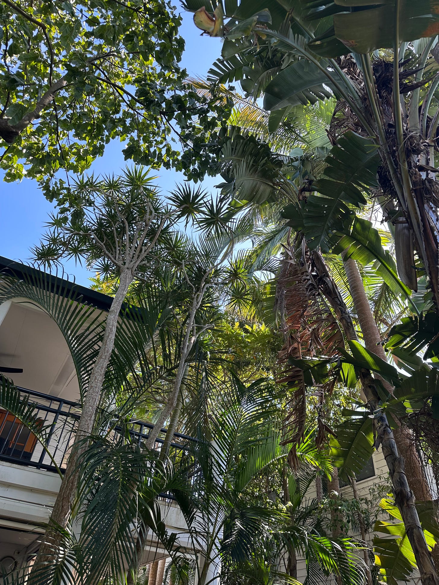 A photo looking up at palm trees and other lush green plants. A white building with black railing is to the left.