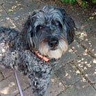 A walk with Charlie