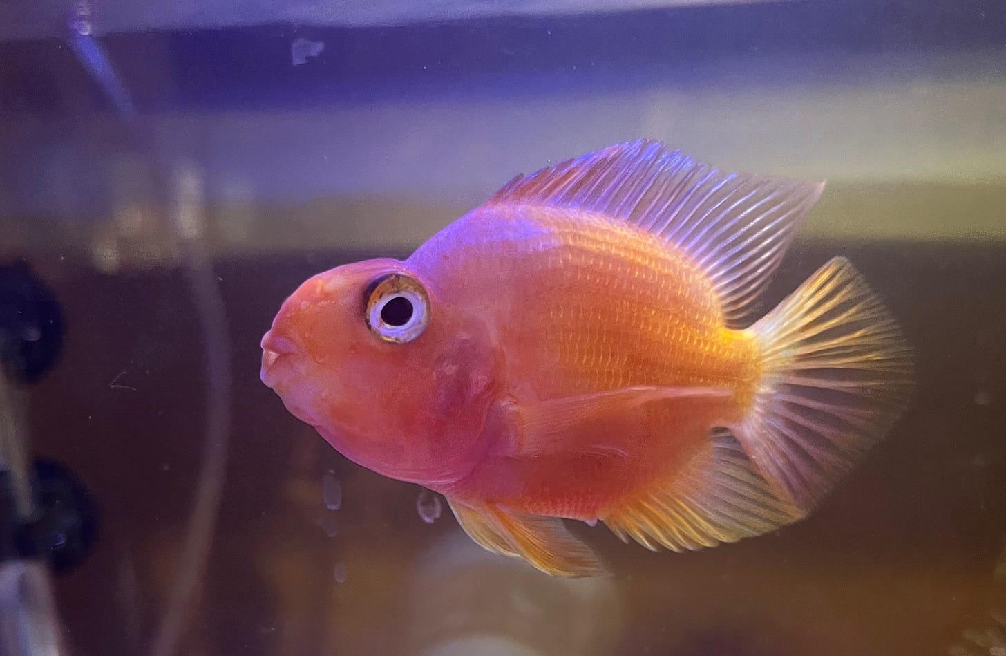 An orange parrot cichlid fish named Al Carpone by one of my kids, who does not read this newsletter