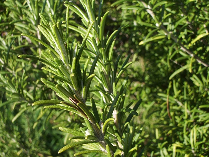 Bluish delicate flower with lip and spiky green leaves of rosemary