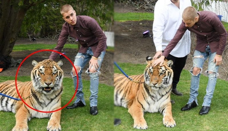 justin bieber tiget pics peta justin bieber tiget pics peta