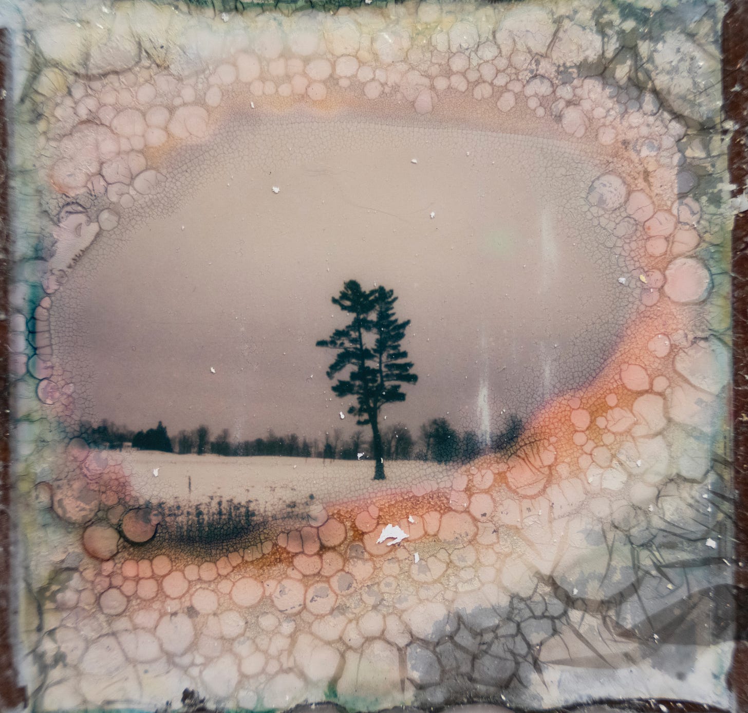 Lone Tree